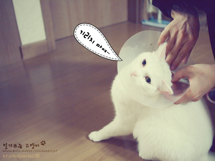  [고양이 눈병치료] 하레 아프고 기리지마여-