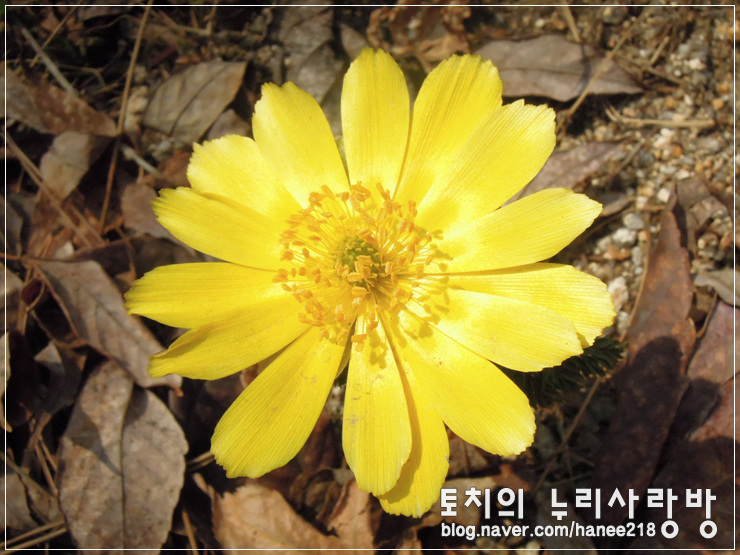  홍릉수목원 산책 - 복수초