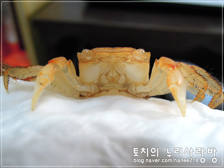  [도둑게]우리 간장이! 2번째 탈피에요~