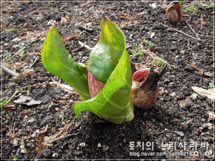  홍릉수목원 산책 - 길치 본능~