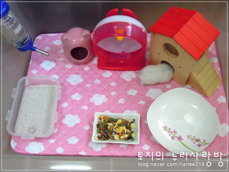  [햄스터]요즘 왕자의 소변 양이 줄어든 것 같아요.