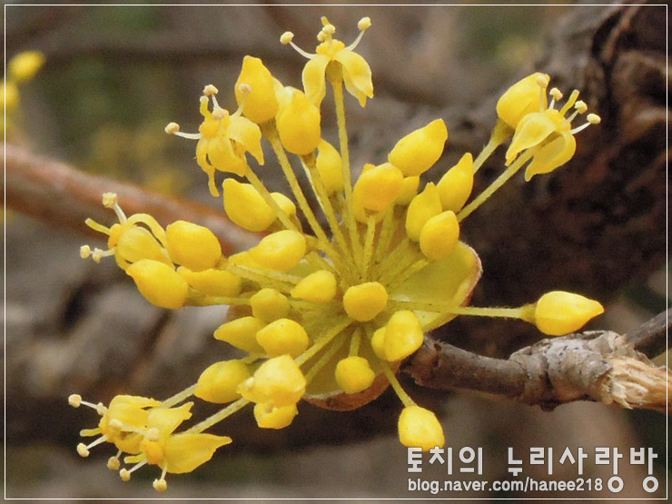  홍릉수목원 산책 - 산수유 꽃이 활짝 피었어요