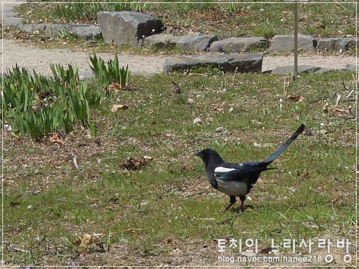  홍릉수목원 산책 - 숨어있는 박새를 찾아봐요!