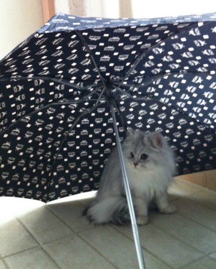 우산 속에서 놀기