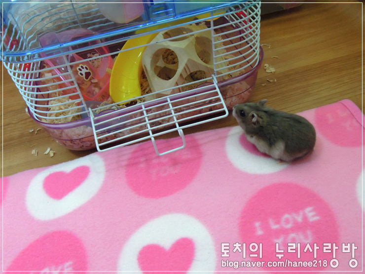  [햄스터]집에 들락날락 꼬맹이에요ㅋㅋ