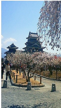  마츠모토성의 벚꽃 (松本城の桜)
