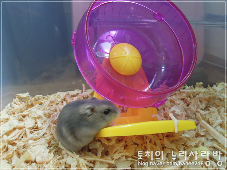  [햄스터]쳇바퀴는 내 친구(?) 깜뜨에요