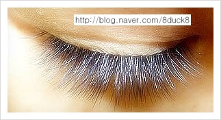 전주속눈썹증모술 전주속눈썹증모술