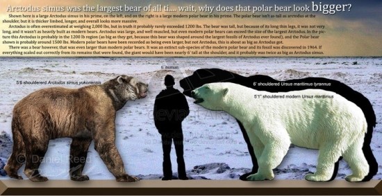 북극곰 크기 비교사진 : 네이버 블로그