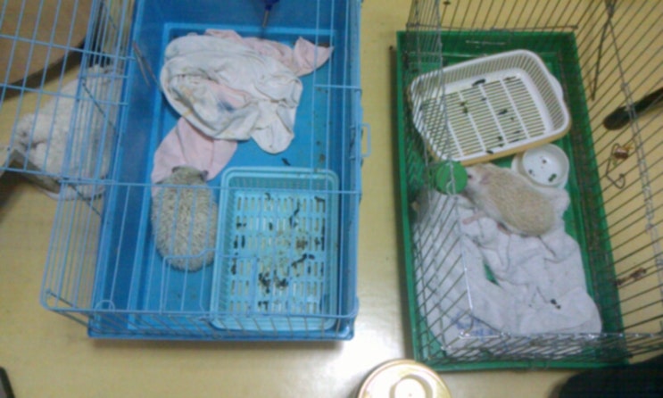  2012.5.7./고솜이/도솜이/어버이날/고슴도치/