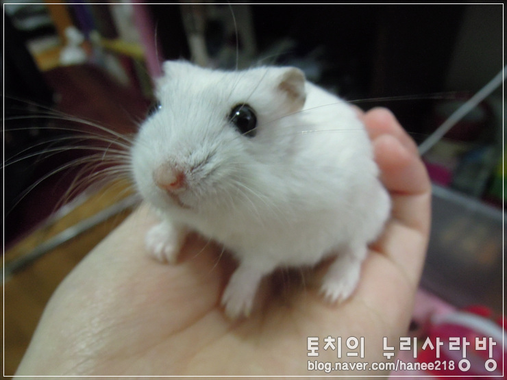  [햄스터]손 위에 올라와준 왕자에요! +_+
