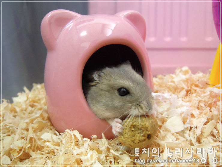  [햄스터]익스도 잘 먹는 깜뜨에요ㅋㅋ