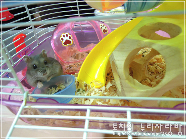  [햄스터] 꼬맹이의 꼬리는 동글동글해요~
