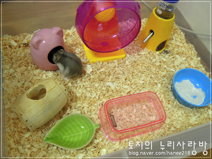  [햄스터] 깜뜨의 화장실 가리기 도전!