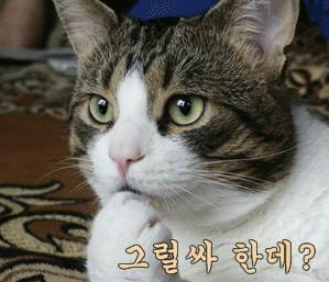  그럴싸 한데?
