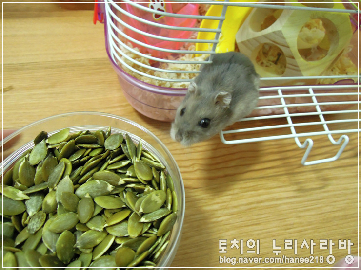  [햄스터] 꼬맹이가 해바라기씨보다 더 좋아하는 호박씨-
