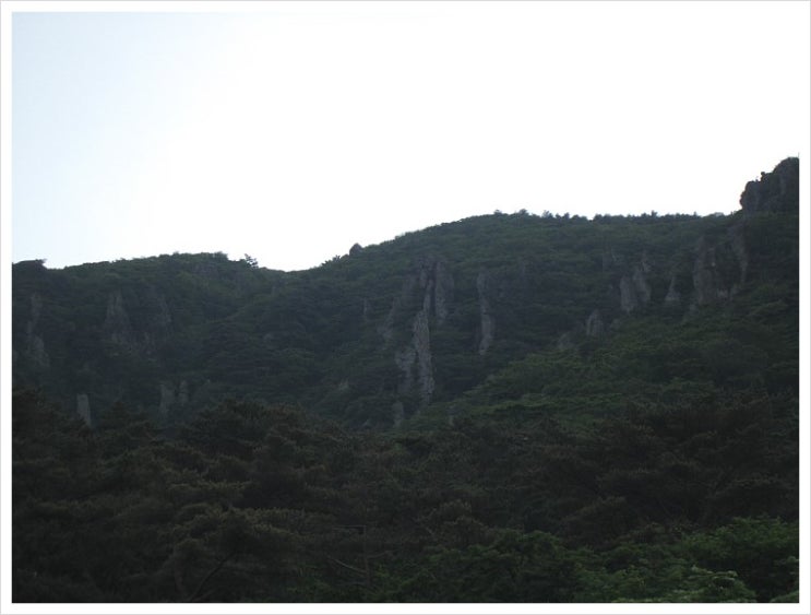 한라산 초록 산행 (1) 영실코스의 시작, 초록나라 영실소나무 숲