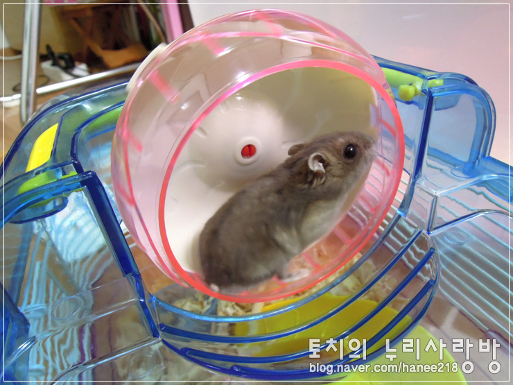  [햄스터] 햄스터 쳇바퀴 5종류 사용후기