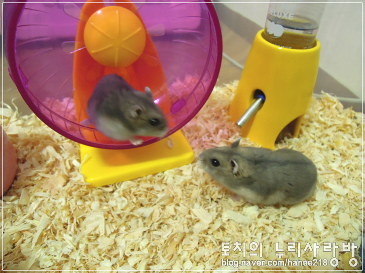  [햄스터] 꼬맹이랑 깜뜨랑 쏙 닮은 모자