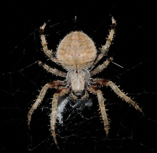 창고 거미 Barn Spider 네이버 블로그