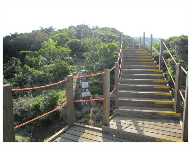 한라산 초록 산행 (3) 살아서 백년 죽어서 백년, 구상나무 숲