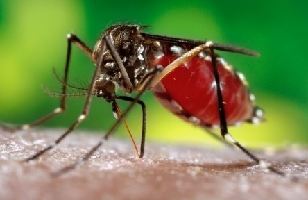 모기(벌레) 물렸을때  침 No~