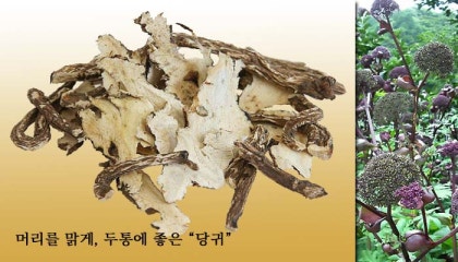 당귀의 효능과 천궁의 효능이 최고의 조합에 황기의 효능까지~