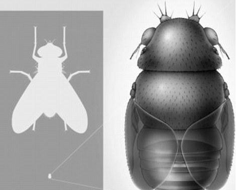태국에서 발견된 초소형파리...(영화연가시가 실제가 될 수 도 있을듯)
