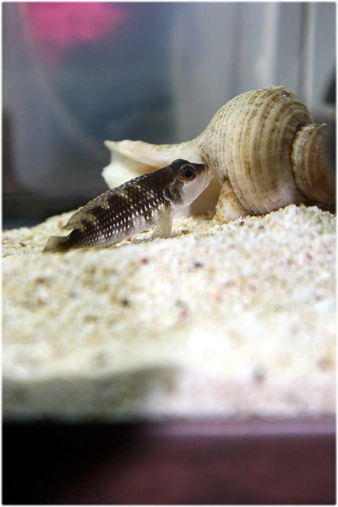  멜리아그라스 ('Lamprologus' meliagras) ... 