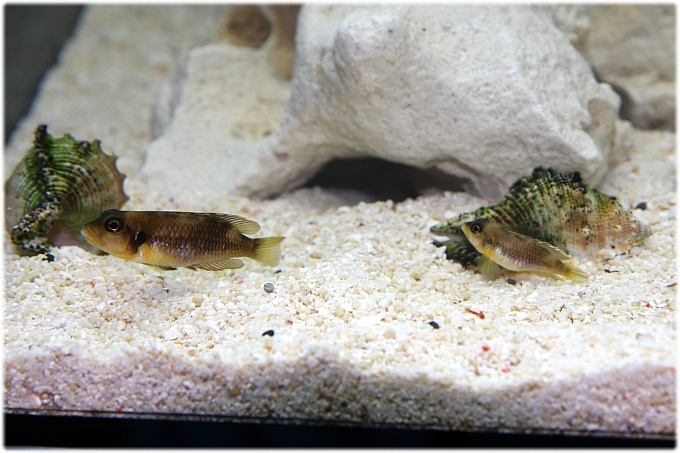  오셀라투스('Lamprologus' ocellatus)... 