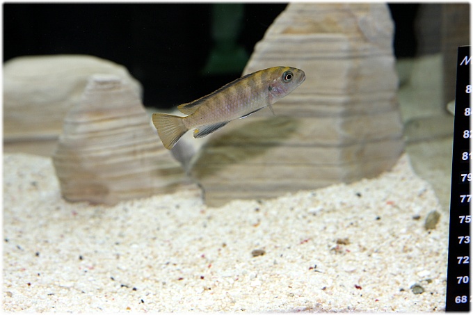  슈도트로페우스 플라버스(Pseudotropheus flavus) 