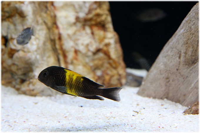  트로페우스 키리자 블랙 (Tropheus Kiriza black) 