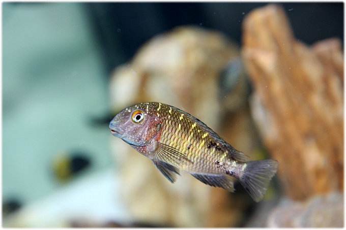  트로페우스 무리아이 칼람보 (Tropheus moorii kalambo) 
