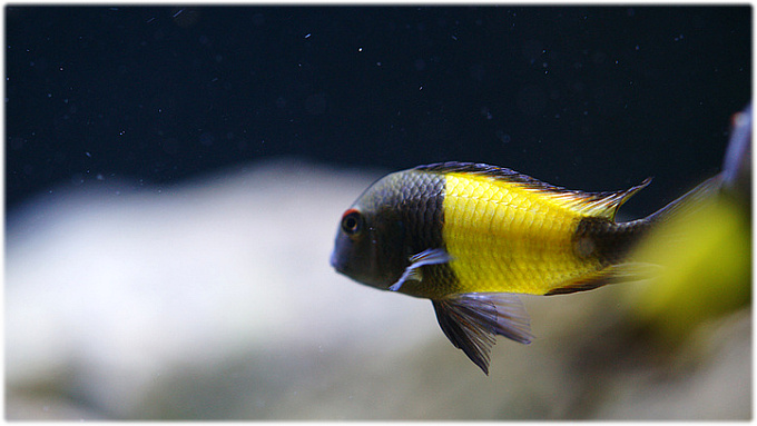 트로페우스 이콜라 (Tropheus ikola) 