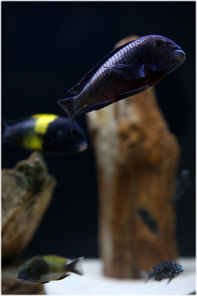  트로페우스 몰리로 (Tropheus Moliro) 