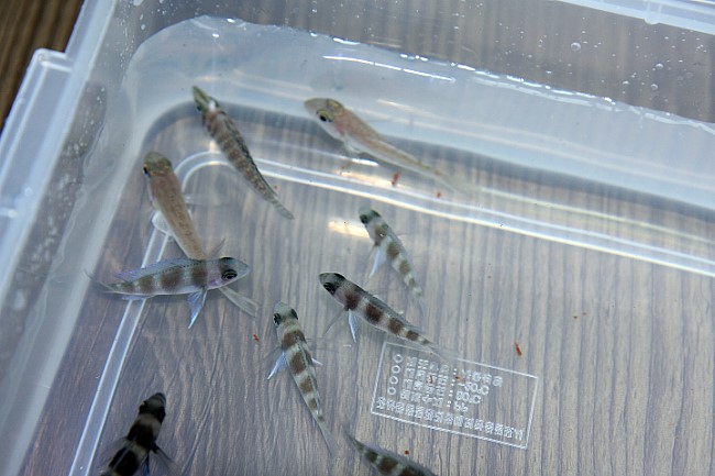  프론토사 브룬디 (Cyphotilapia sp. "NORTH" (Frontosa Burundi))