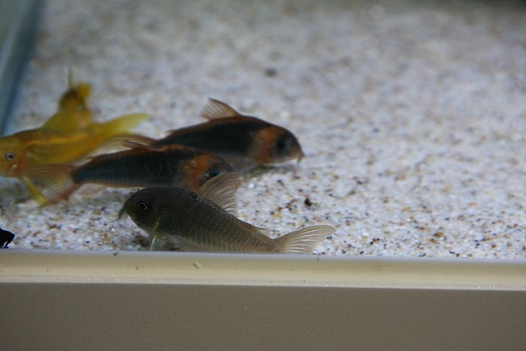  코리도라스 컨컬러 (corydoras concolor)