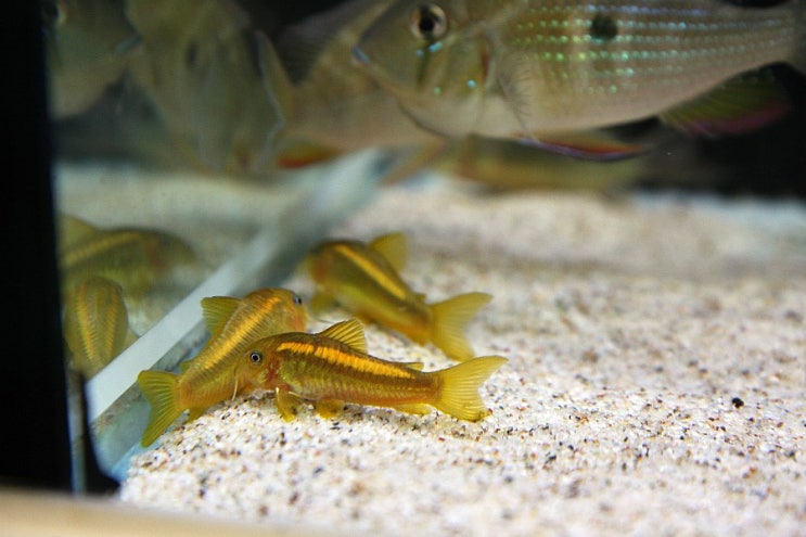  코리도라스 골드스트라이프 (corydoras gold stripe)