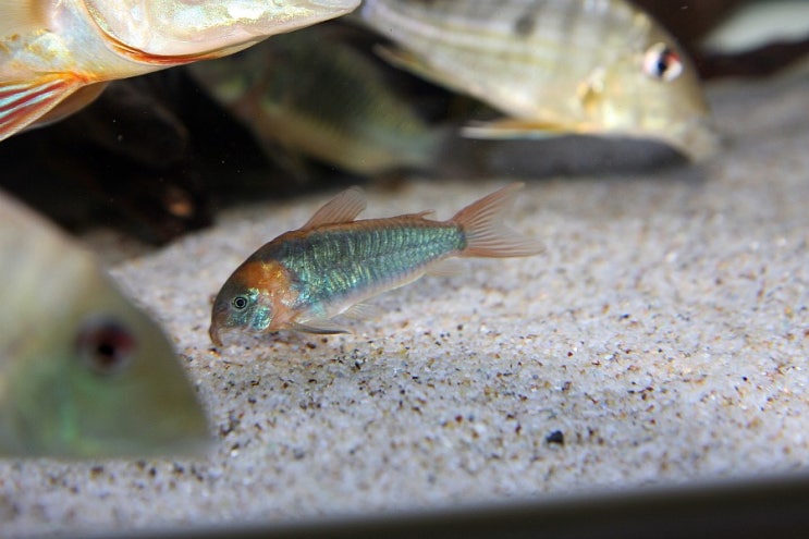  코리도라스 슈퍼 에쿠스 (corydoras super eques)