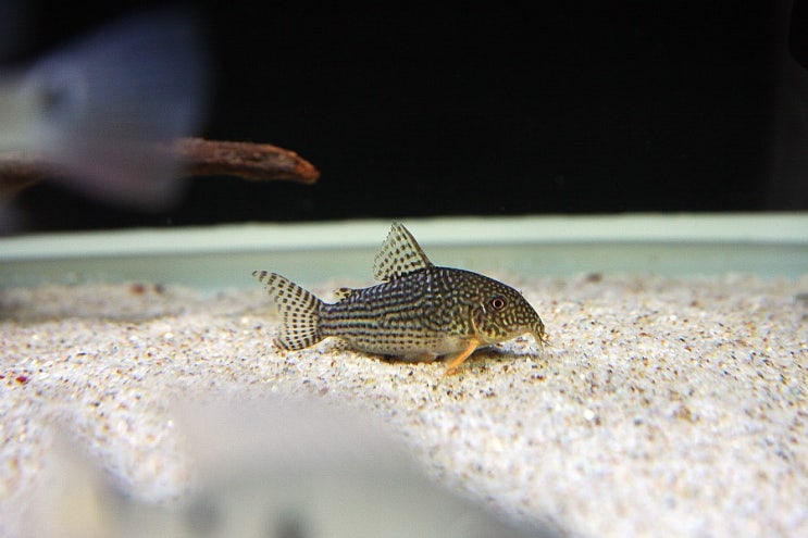 코리도라스 스터바이 (corydoras sterbai)