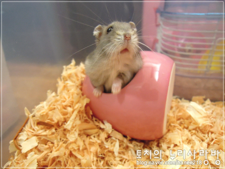  [햄스터] 급수기는 또 고장나고~ㅠㅠ