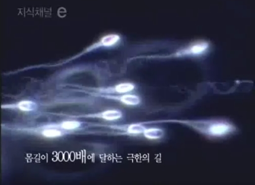  [지식채널e] 18cm의 긴 여행 2005.10.31