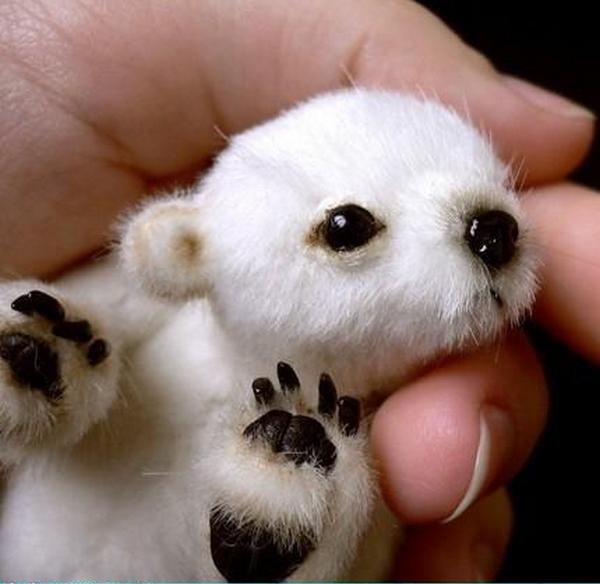 귀여운 동물 사진 모음] 귀여운 아기 동물 사진 : 네이버 블로그