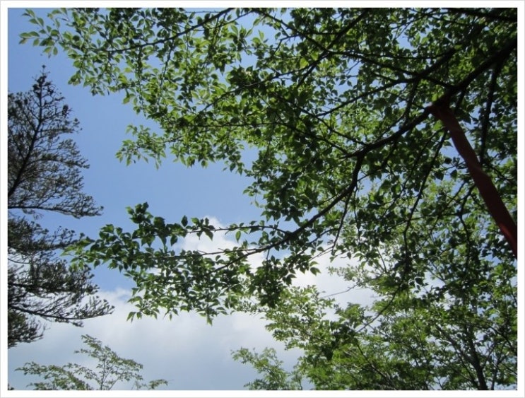 한라산 초록 산행 (7) 야생화 가득한 백록담 남벽 하산길 한라산 초록 산행 (7) 야생화 가득한 백록담 남벽 하산길