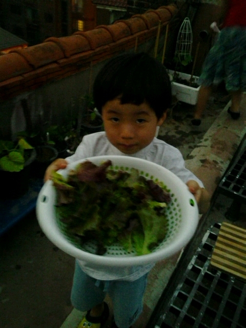  상추 따기