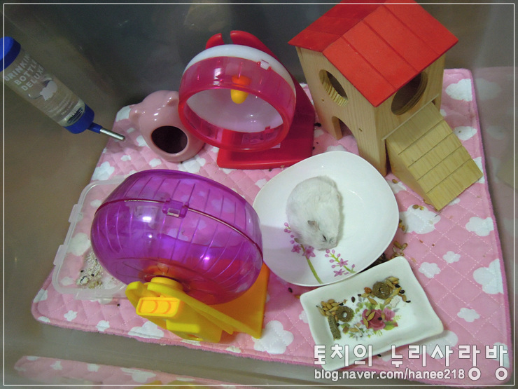  [햄스터] 노곤노곤 우리 왕자님