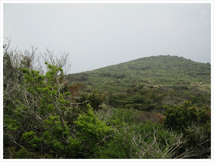 한라산 초록 산행 (9) 구상나무 숲에서 피어난 산사나무꽃