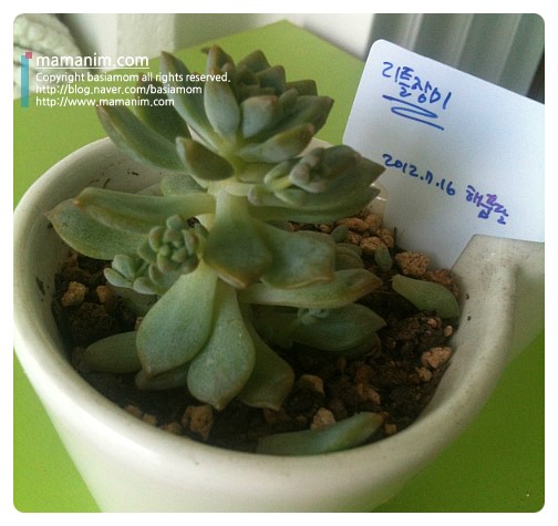  리틀장미 놀랍고 자연스런 잎꽂이 진행중... (해품달님에게서 온 리틀장미 다육이)