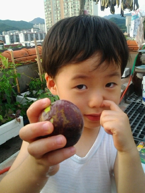  무화과 수확