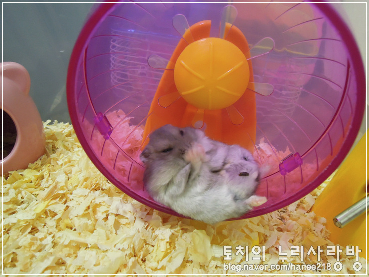  [햄스터] 오묘한 포즈로 취선 청소를 해요!